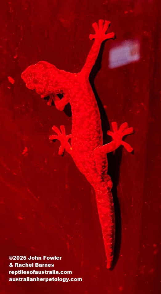 Top End Marbled Velvet Gecko (Oedura marmorata) photographed at Crocosaurus Cove, Darwin