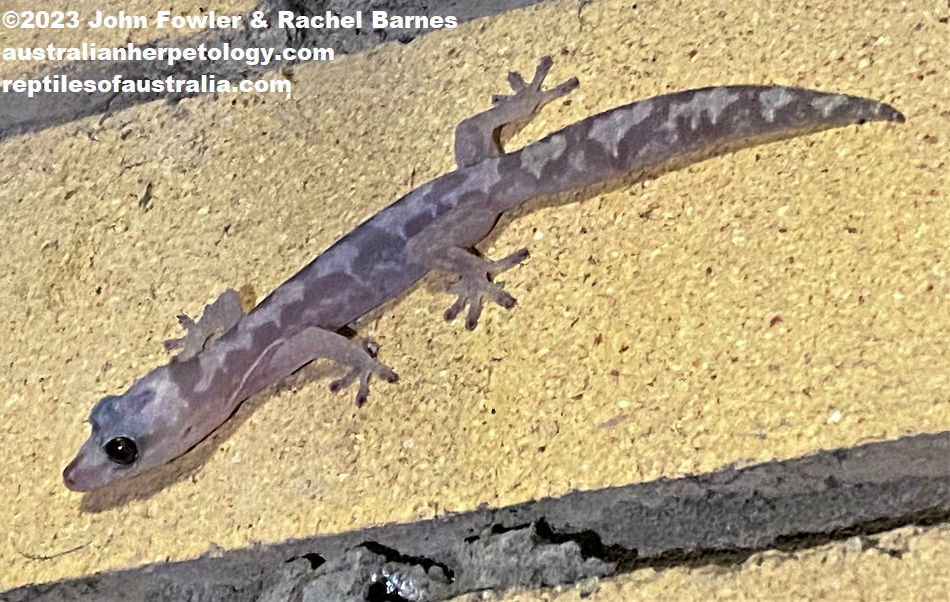 The Robust Velvet Gecko (Amalosia robusta) above was photographed near Woodford, Qld