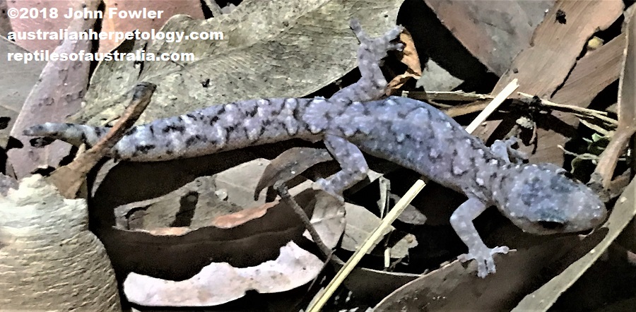 Lesueur's Velvet Gecko Amalosia lesueurii 