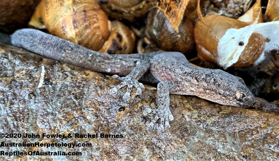Marbled Gecko (Christinus marmoratus) photographed at Happy Valley, South Australia 