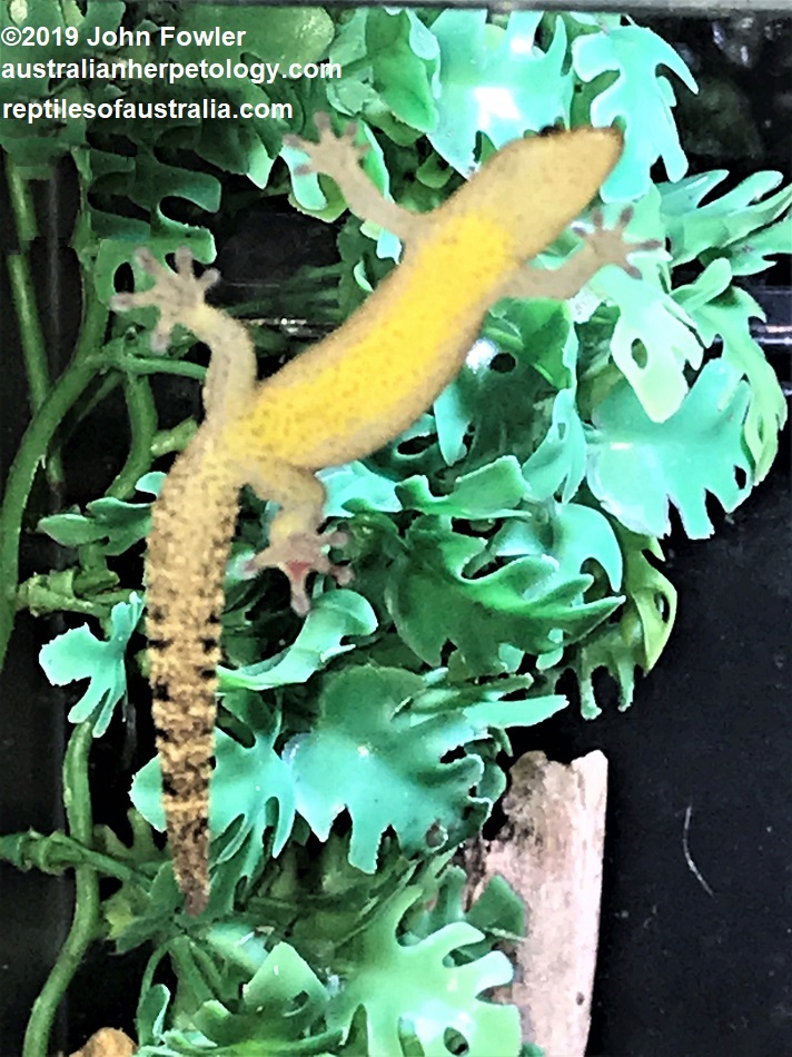 Mourning Gecko (Lepidodactylus lugubris) underside photographed at Reptilush, UK