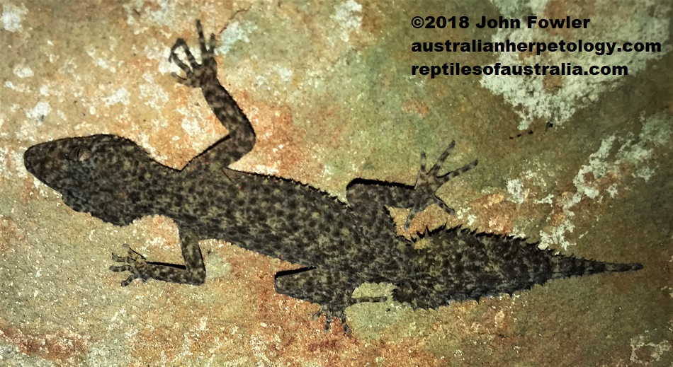 Broad-tailed Gecko Phyllurus platurus