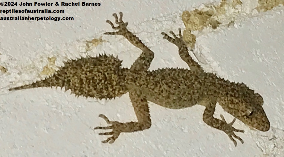 Broad-tailed Gecko (Phyllurus platurus) with an original tail, photographed on a wall in Forestville, NSW