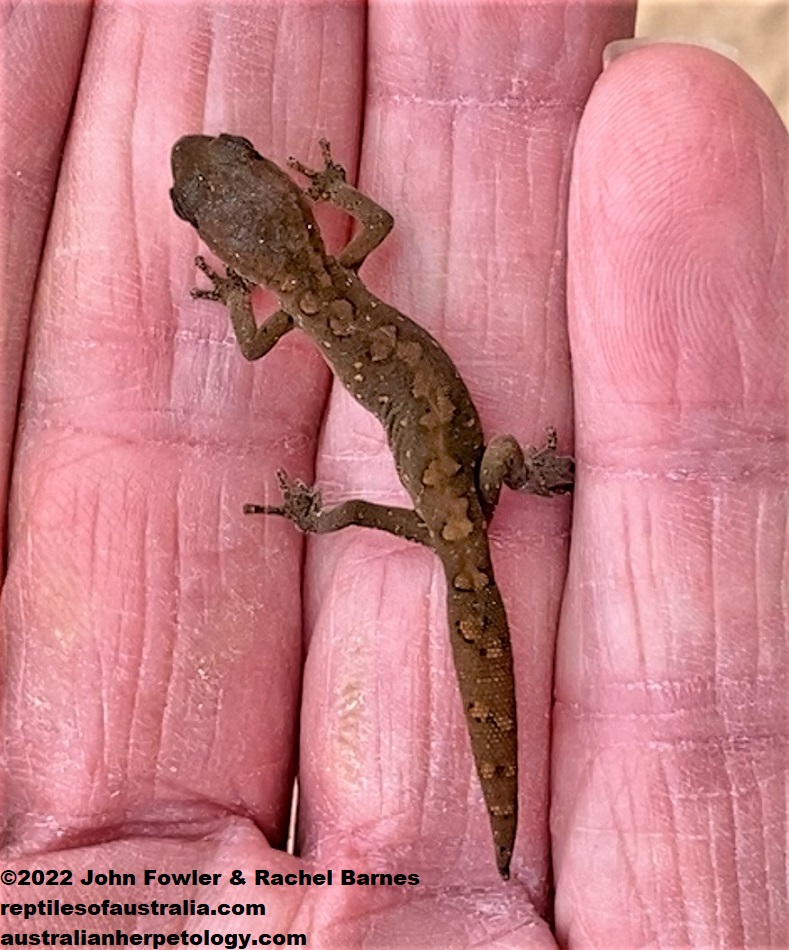 Subadult Ranges Stone Gecko (Diplodactylus furcosus) photographed near Bower, South Australia