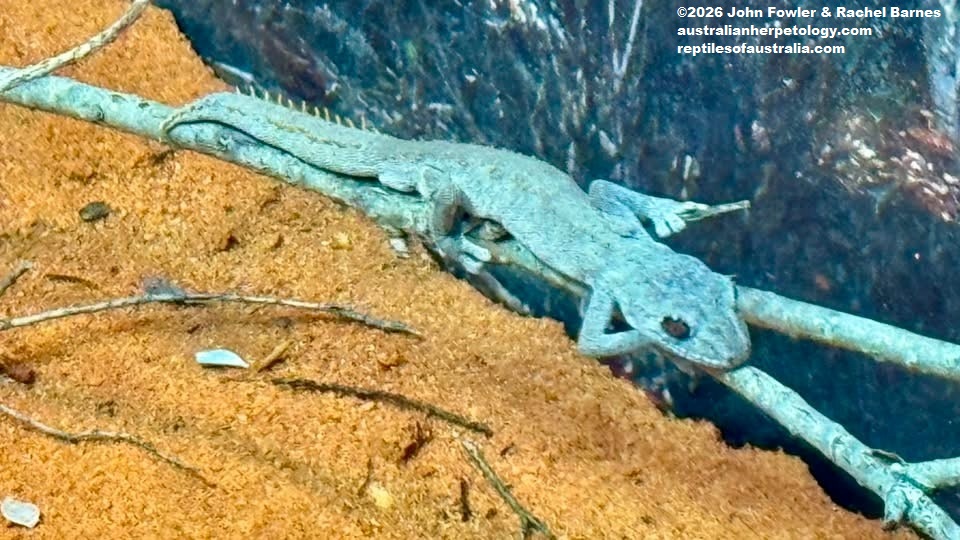 Western Shield Spiny-tailed Gecko (Strophurus wellingtonae) photographed at Perth Zoo, WA