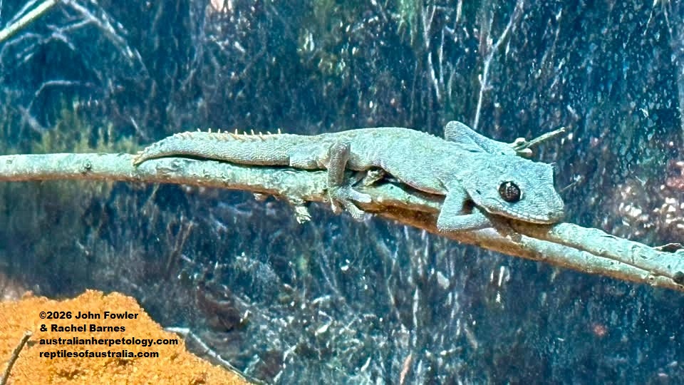 Western Shield Spiny-tailed Gecko (Strophurus wellingtonae) photographed at Perth Zoo, WA