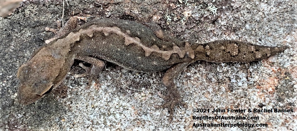 Eastern Stone Gecko (Diplodactylus vittatus) from Tooheys Forest Park, Brisbane, Qld.