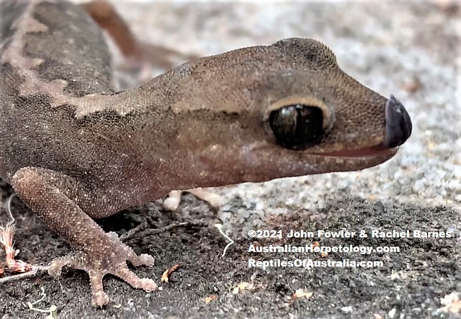 Eastern Stone Gecko (Diplodactylus vittatus) uses its tongue to clean its face and eyes, photographed at Toohey Forest Park, Brisbane, Qld.