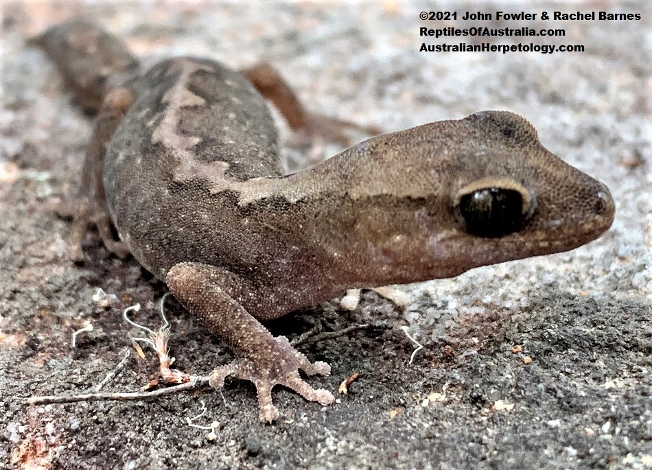 Eastern Stone Gecko (Diplodactylus vittatus) from Tooheys Forest Park, Brisbane, Qld.