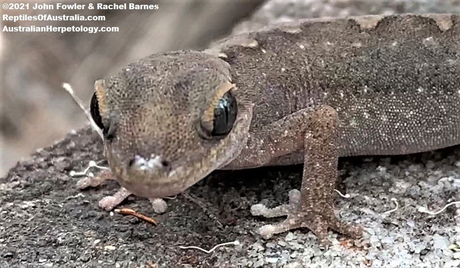 Eastern Stone Gecko (Diplodactylus vittatus) from Tooheys Forest Park, Brisbane, Qld.