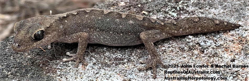Eastern Stone Gecko (Diplodactylus vittatus) from Tooheys Forest Park, Brisbane, Qld.
