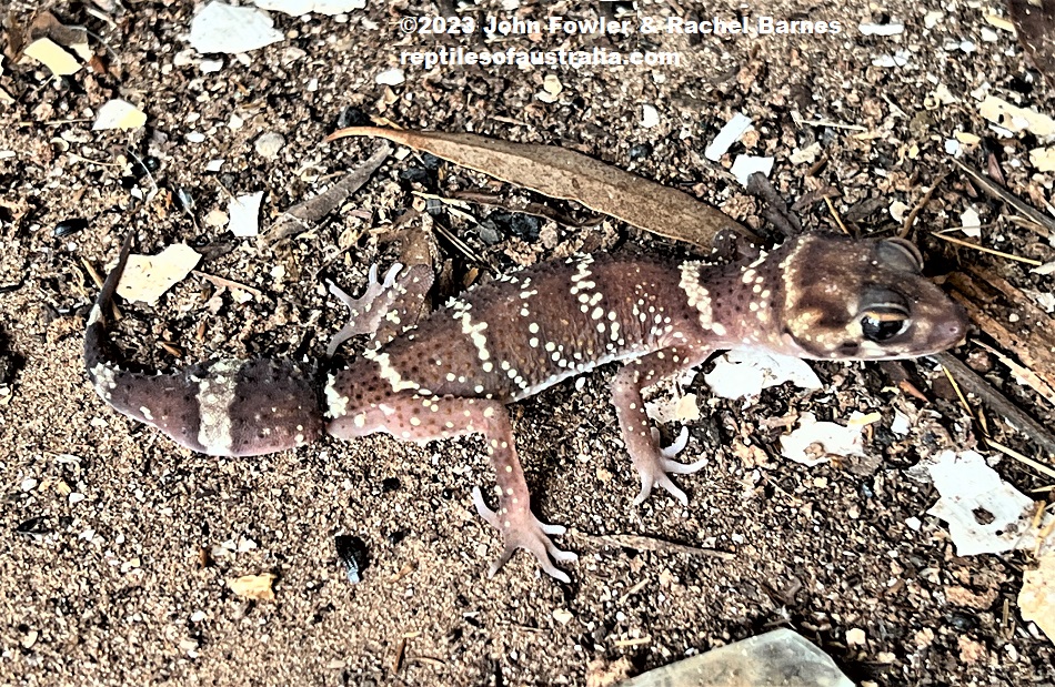 Barking Gecko (Underwoodisaurus milii) from east of Mannum, SA