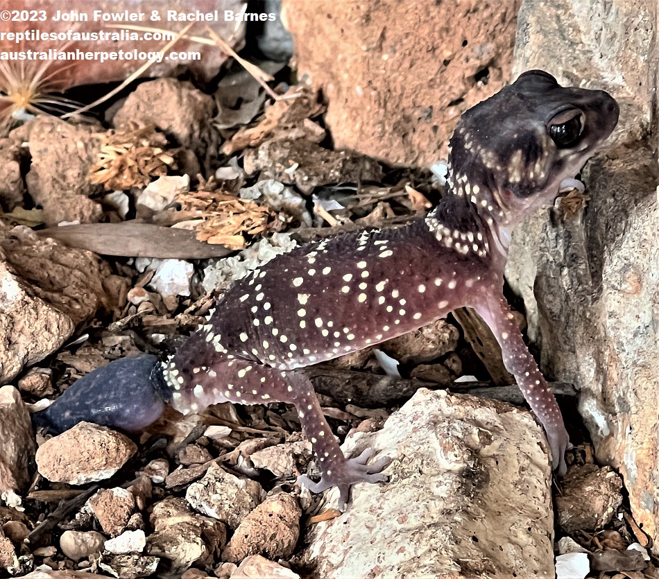 Barking Gecko (Underwoodisaurus milii) from east of Mannum, SA