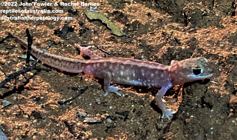 Beaded Gecko (Lucasium damaeum) photographed at Gluepot Reserve near Waikerie in SA