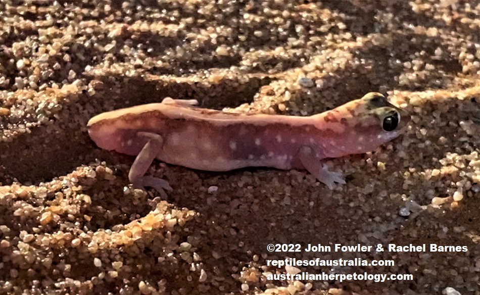 Beaded Gecko (Lucasium damaeum) photographed at Gluepot Reserve near Waikerie in SA