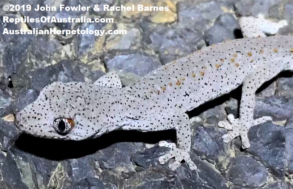 Eastern spiny-tailed Gecko Strophurus williamsi