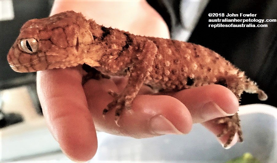 This Centralian Spiny Knob-tailed Gecko (Nephrurus amyae) belongs to Animals Anonymous, South Australia