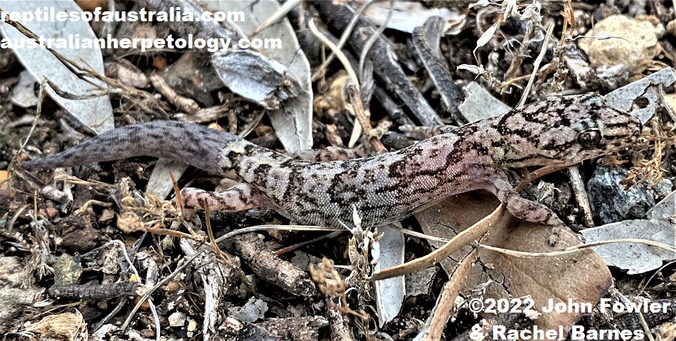 Marbled Gecko (Christinus marmoratus) with regrown tail photographed at Port Lincoln, Eyre Peninsula, South Australia