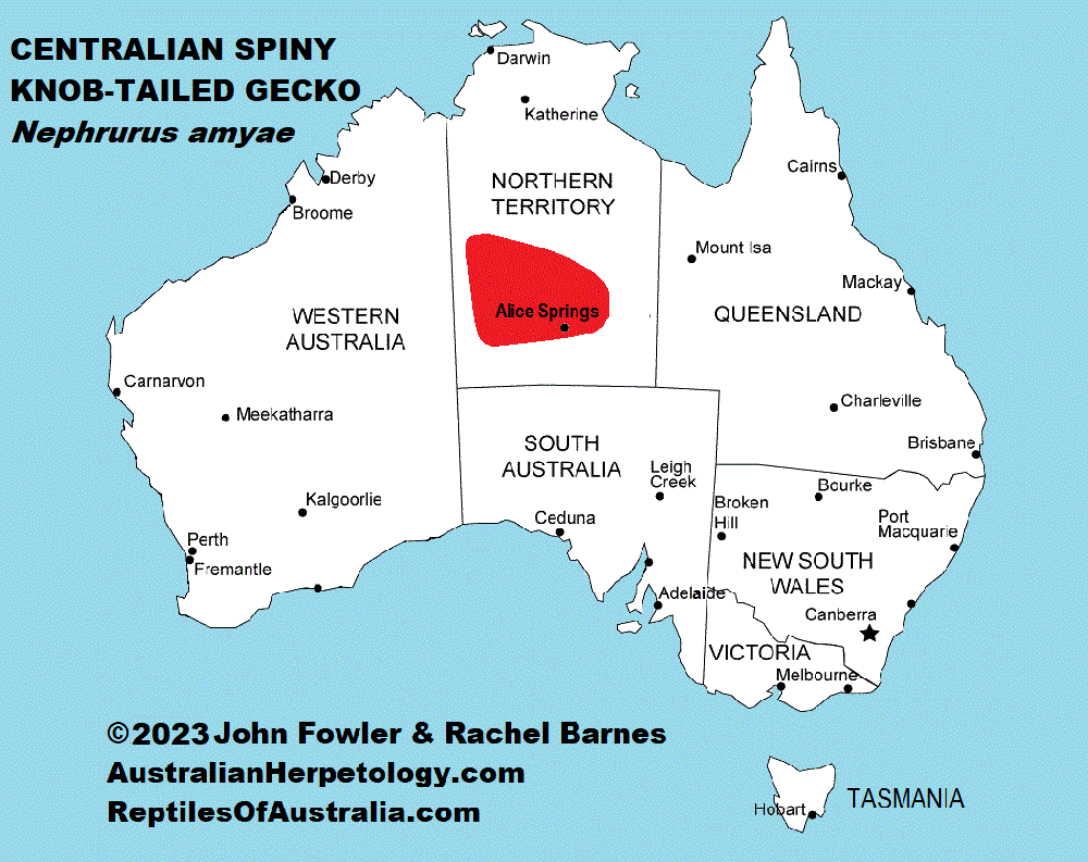 Approximate distribution of the Centralian Spiny Knob-tailed Gecko (Nephrurus amyae)