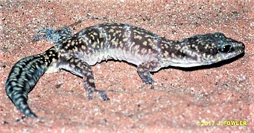 Inland marbled velvet gecko - Oedura cincta