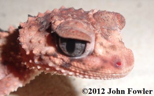 Pilbara Banded Knob-tailed Gecko