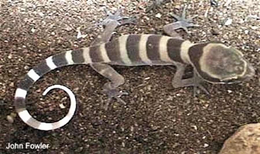 RING-TAILED / BANDED /GIANT GECKO'S