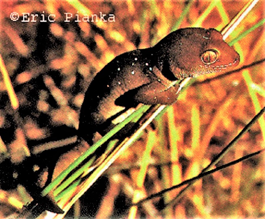 Jewelled Gecko (Strophurus elderi)