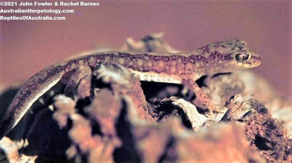Beaded Gecko (Lucasium damaeum) 