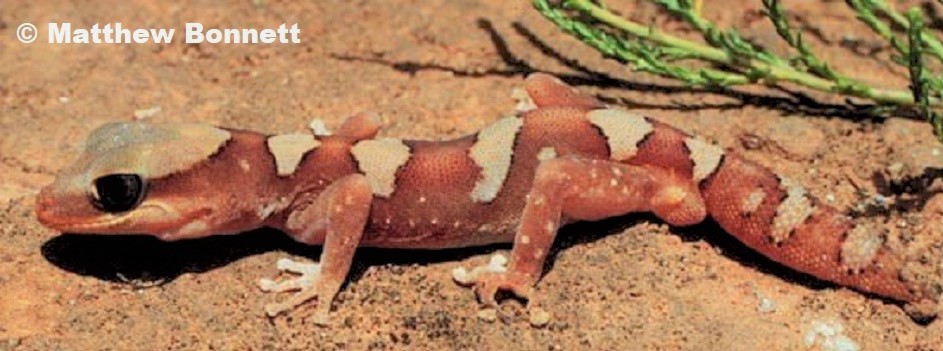 Mesa Gecko Diplodactylus galeatus