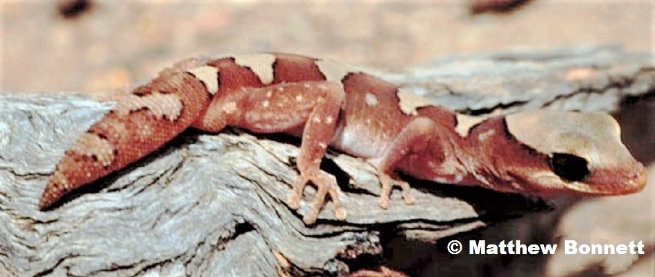 Mesa Gecko Diplodactylus galeatus