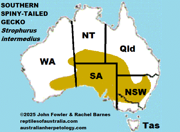 This map showing the approximate distribution of the Southern Spiny-tailed Gecko (Strophurus intermedius) 