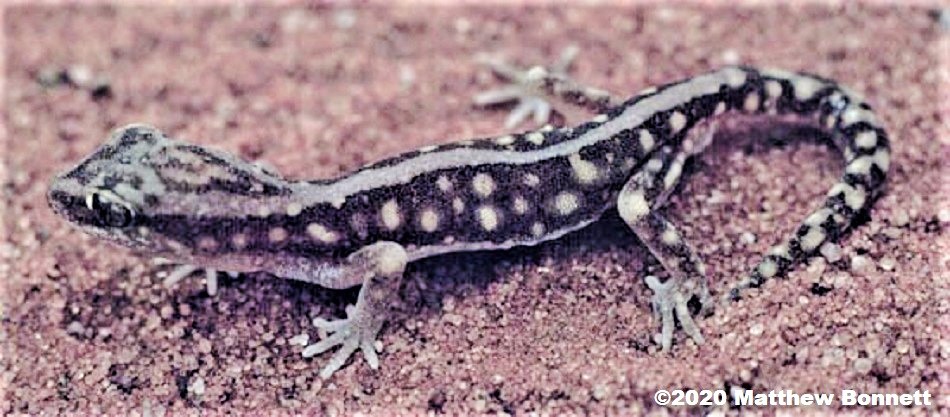The Crowned Sand-plain Gecko (Lucasium stenodactylum) above is from Mootwingee NSW 