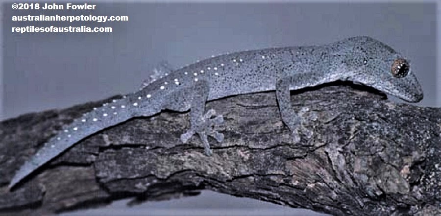 Eastern spiny-tailed Gecko Strophurus williamsi