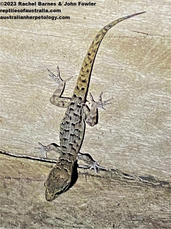 This specimen of Chevert's Gecko (Nactus cheverti) photographed in Redlynch, Qld