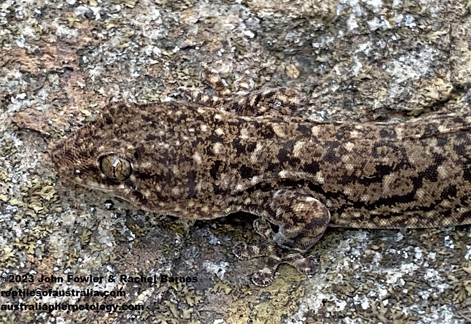 Southern Rock Dtella (Gehyra lazelli), photographed near Windy Point, where there is an isolated colony of this species