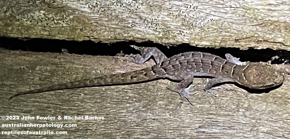 Chevert's Gecko (Nactus cheverti) photographed in Redlynch, Qld