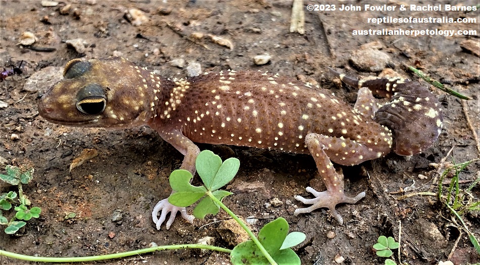 The Barking Gecko (Underwoodisaurus milii) above was photographed near Windy Point near Adelaide, SA
