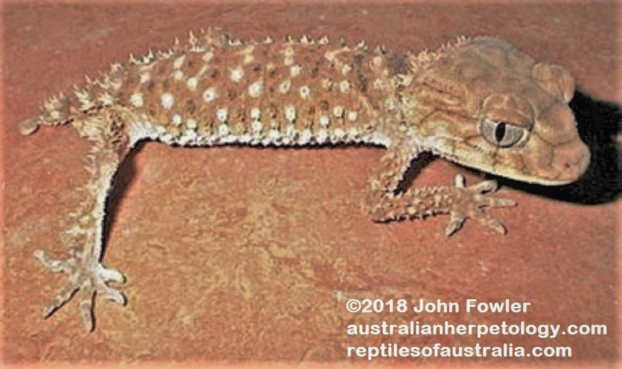The Centralian Spiny Knob-tailed Gecko Nephrurus amyae is the largest species of Knob-tailed Gecko