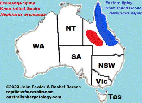 Approximate distribution of the Eastern Spiny Knob-tailed Gecko (Nephrurus asper)