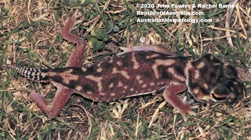 Pernatty Knob-tailed Gecko Nephrurus deleani