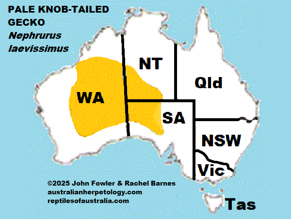 Approximate distribution of the Pale knob-tailed gecko (Nephrurus laevissimus)