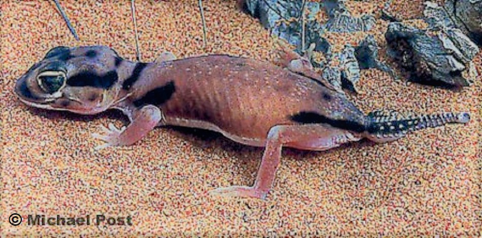 SMOOTH KNOB-TAILED GECKO Nephrurus laevissimus