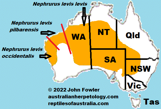 Approximate distribution of the Common Knob-tailed Gecko (Nephrurus levis) Map