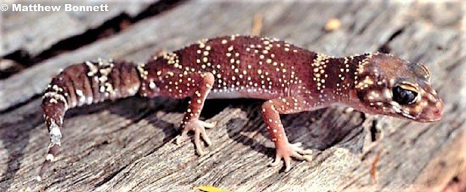 THICK TAILED or BARKING GECKO  Underwoodisaurus milii