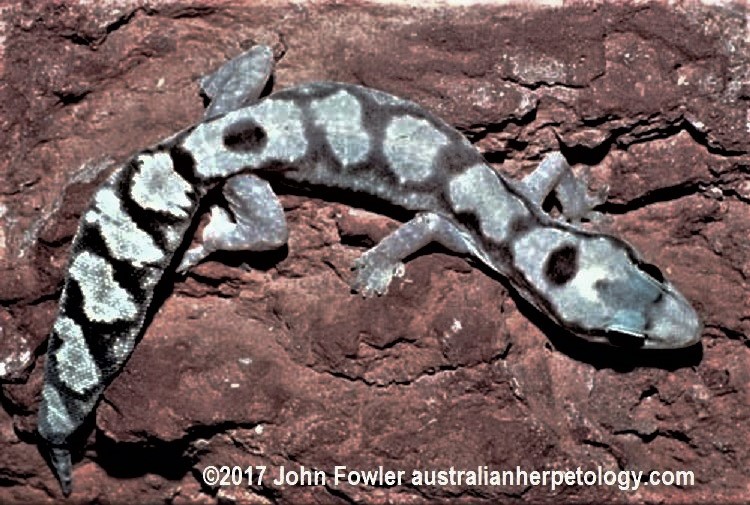 The Robust Velvet Gecko (Amalosia robusta) above was found near Brisbane, Queensland. It has a complete original tail