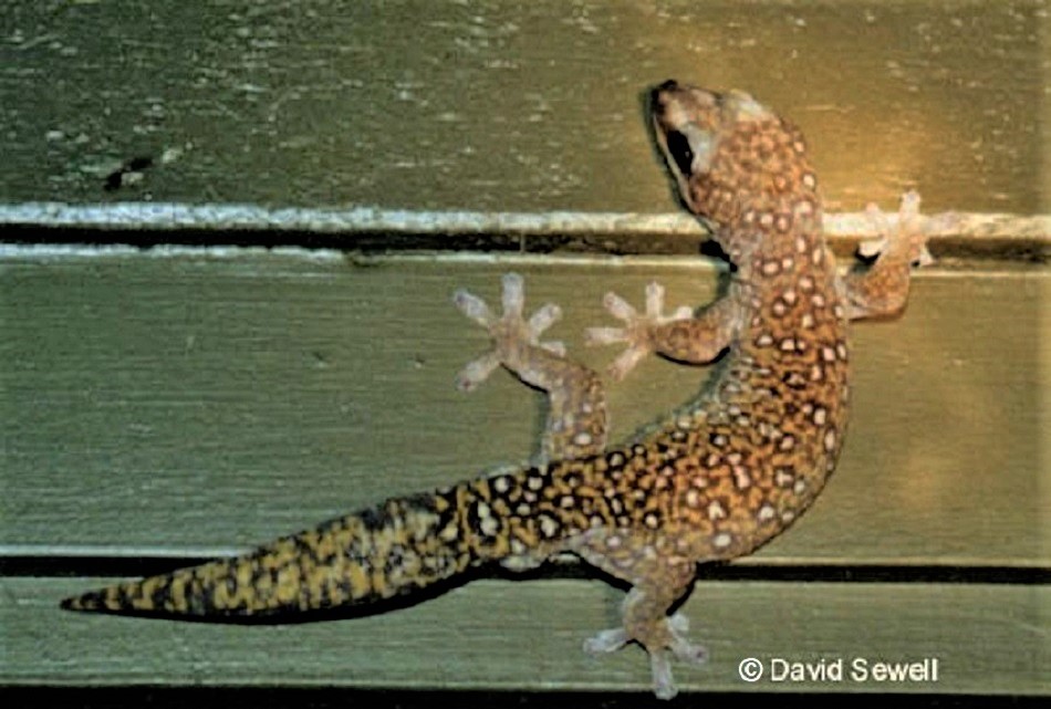 Oedura tryoni