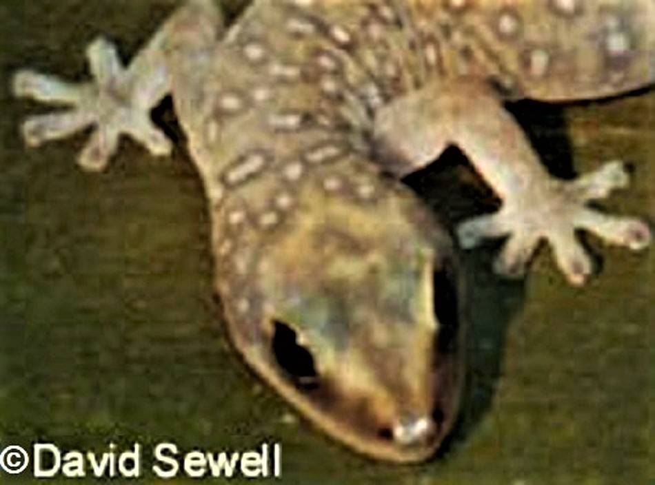 Southern Spotted Velvet Gecko (Oedura tryoni)