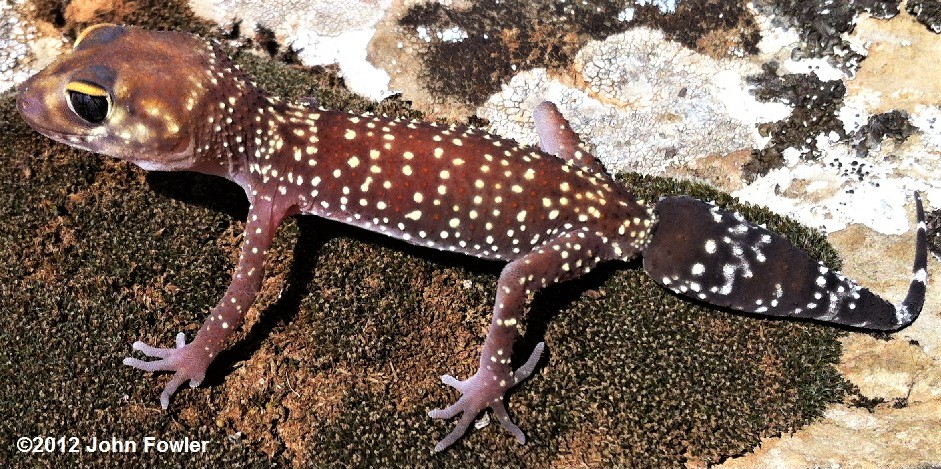 Thick tailed barking gecko