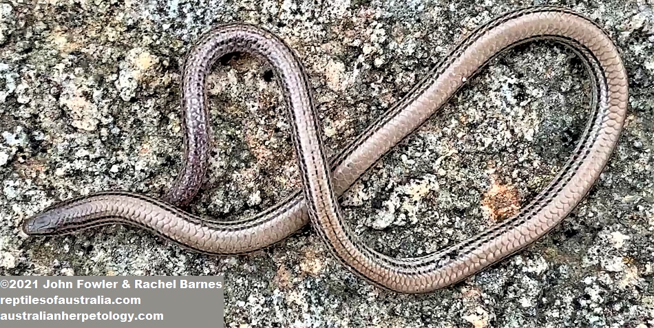 This Lined Worm-lizard (Aprasia striolata) was photographed at Anstey Hill near Adelaide, South Australia