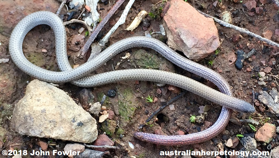 Pink-tailed Worm Lizard Aprasia parapulchella photographed in the Canberra region, ACT.